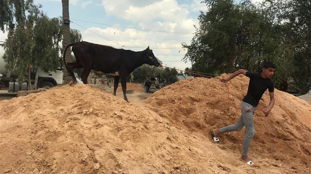 امانة بغداد تصادر مواشي جنوب العاصمة