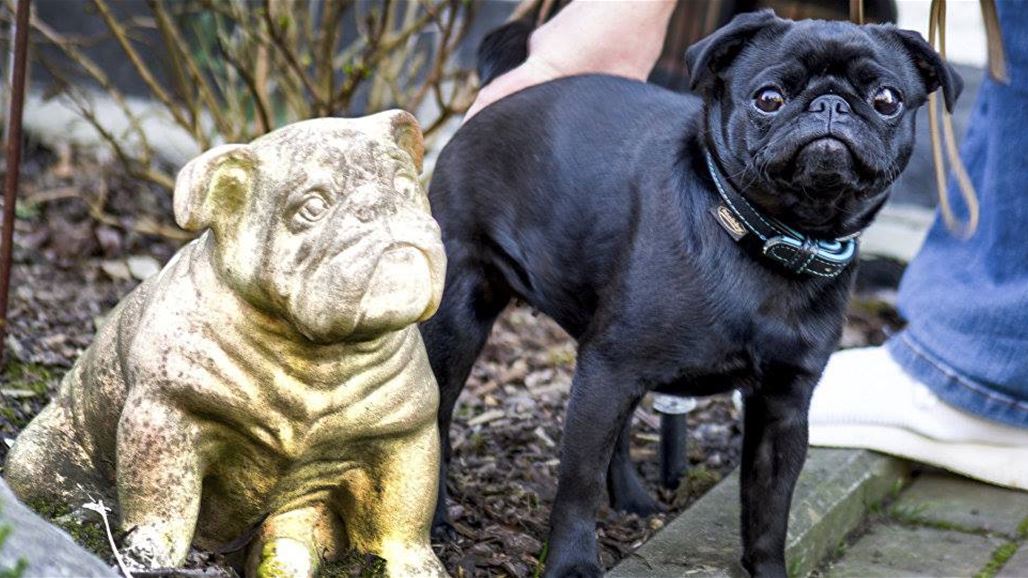 كلبان يفترسان مربيتهما ويمزقان جسدها بشكل بشع