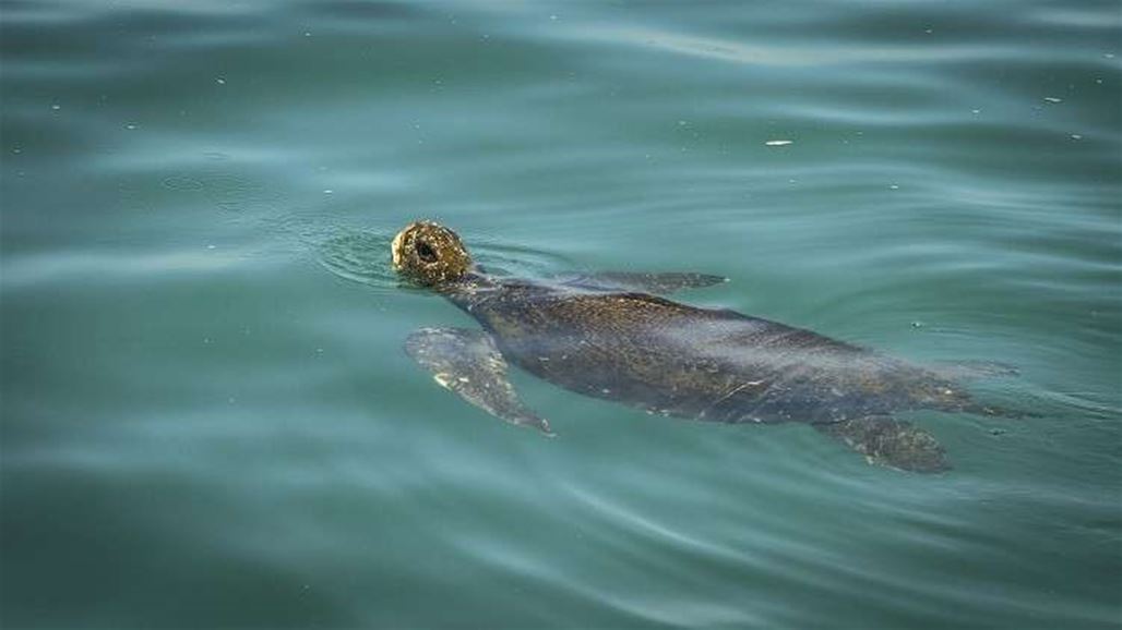 اكتشاف حوت "غامض" رباعي الأرجل (صورة)