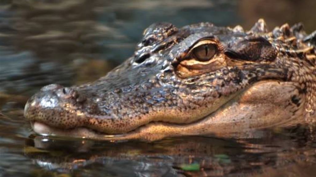 لأقوياء القلوب... فيديو مروّع لرجل بين فكيّ تمساح!