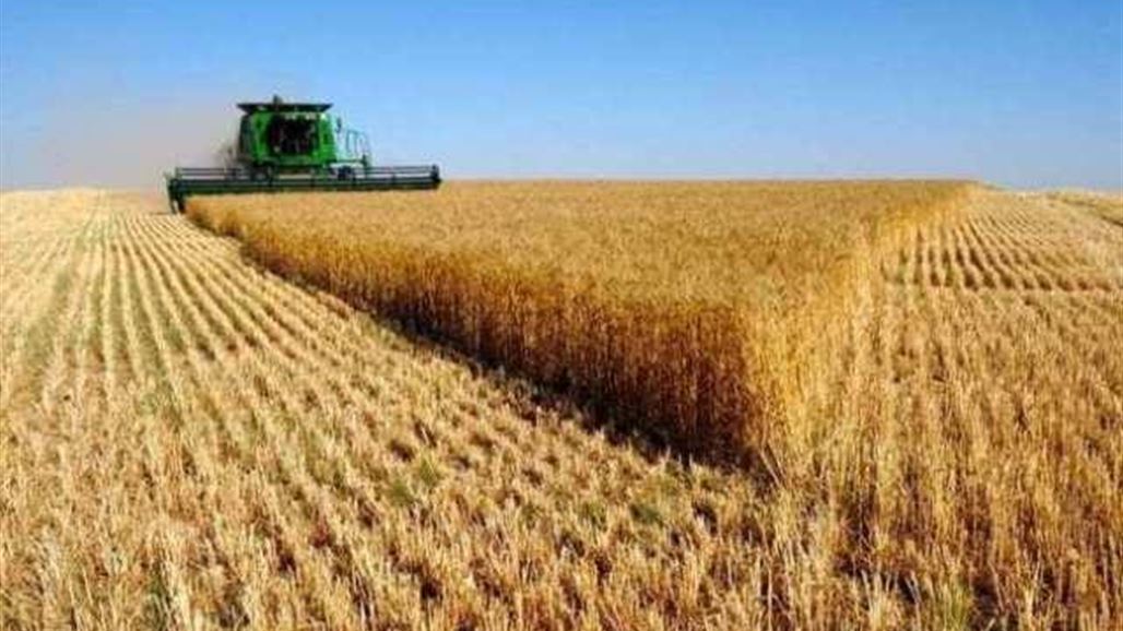 توقعات بوصول انتاج البصرة من القمح خلال الموسم الحالي الى 10 آلاف طن
