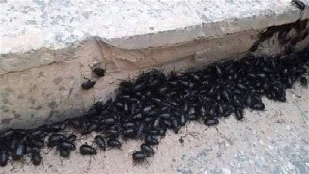 خنفاس سوريا تجتاح لبنان