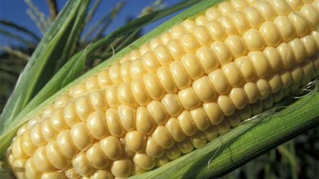 الحكومة تقرر زيادة أسعار شراء الذرة الصفراء بنسبة 10%