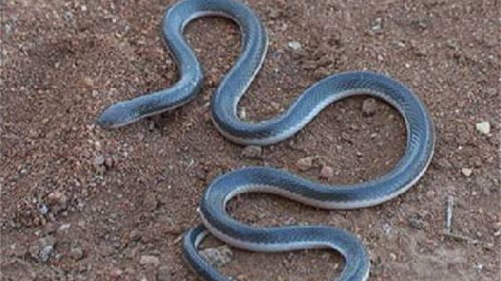 صحة ذي قار تسجل ثلاث إصابات جديدة بلدغات أفعى سيد دخيل