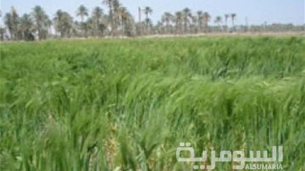 النجف تباشر بتجهيز المناطق الزراعية بالتيار الكهربائي استعدادا للموسم الجديد