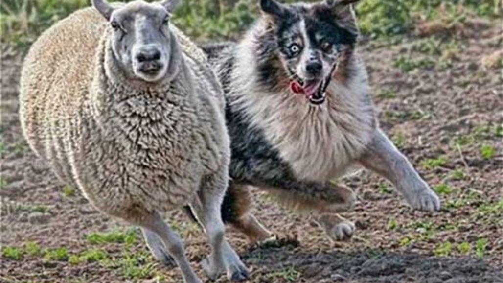 عودة الذئب الأسود في العظيم .. والماشية تتعرض لـ 17 هجوماً خلال العام