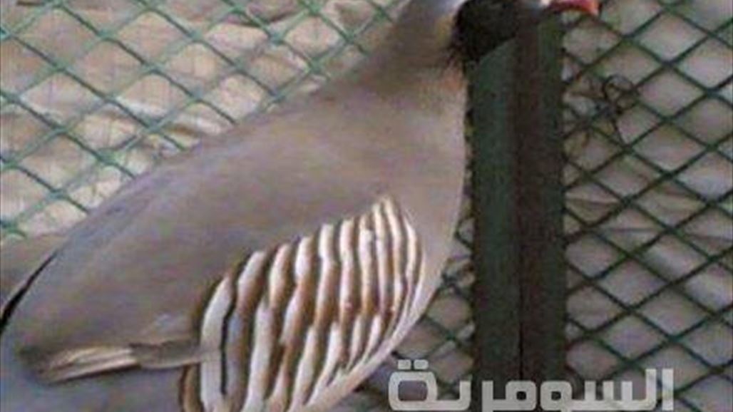 إدارة مخيم دوميز تمنع اللاجئين السوريين من صيد طيور القبج