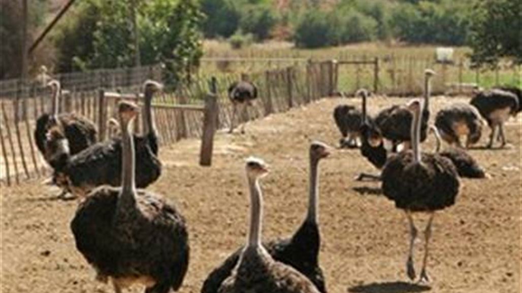 كربلاء تخصص 560 دونماً لإنشاء مزرعة للنعام والزيتون