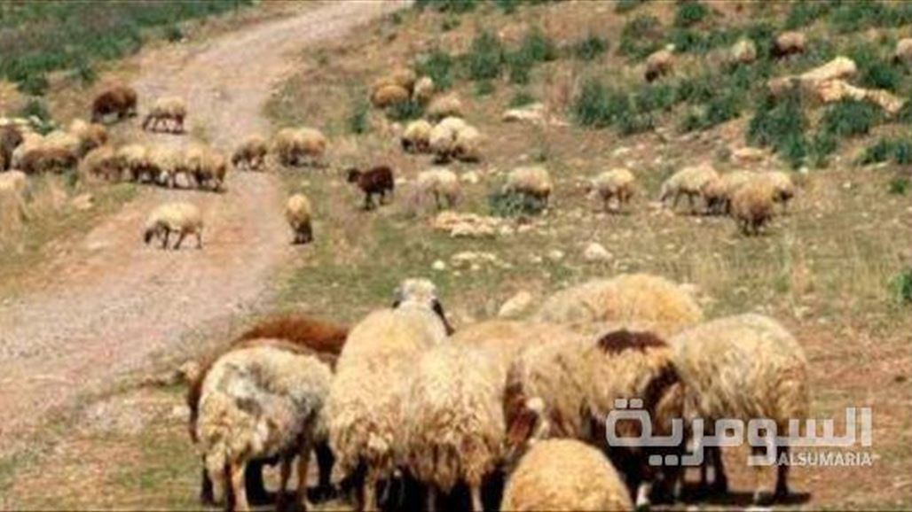 كركوك تطلق حملة لتلقيح الثروة الحيوانية شملت اكثر من مليون راس