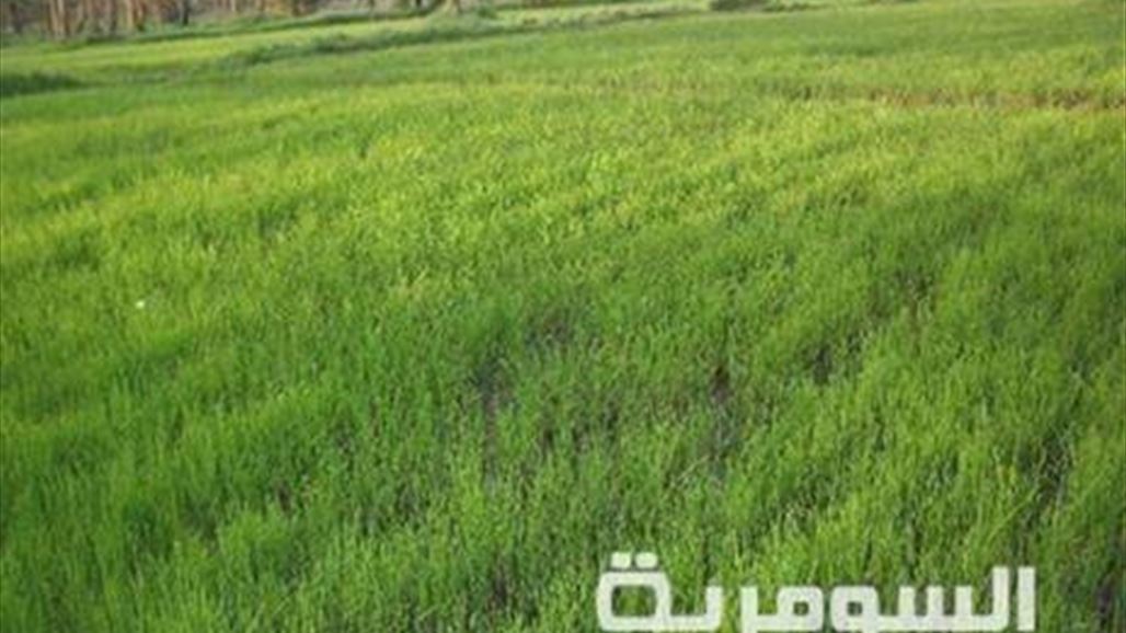 منح أكثر من 15 مليار دينار كقروض للفلاحين في ذي قار