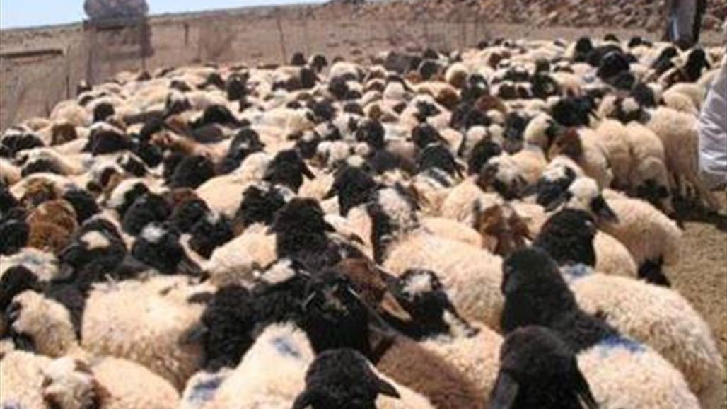إحباط عمليتي تهريب أدوية وأغنام قرب منفذي الوليد وربيعة الحدوديين