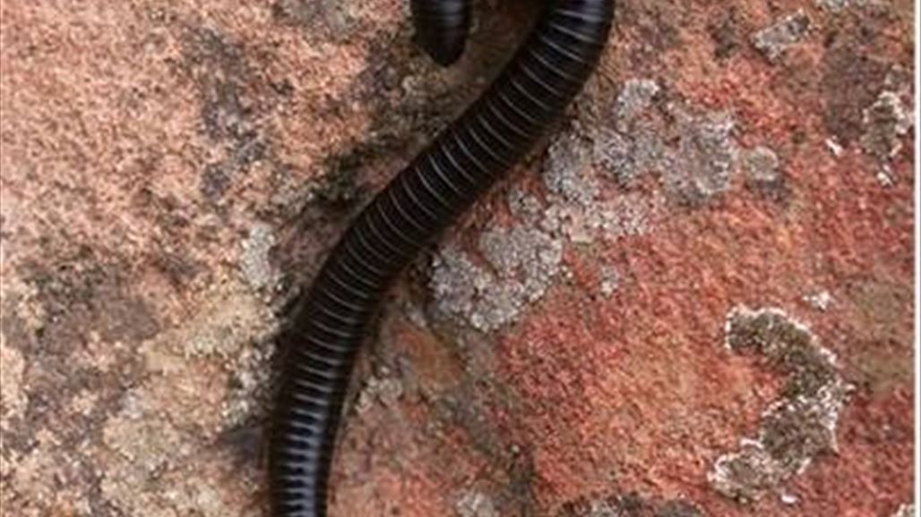 "الدود" يتسبب بتصادم قطارين في استراليا