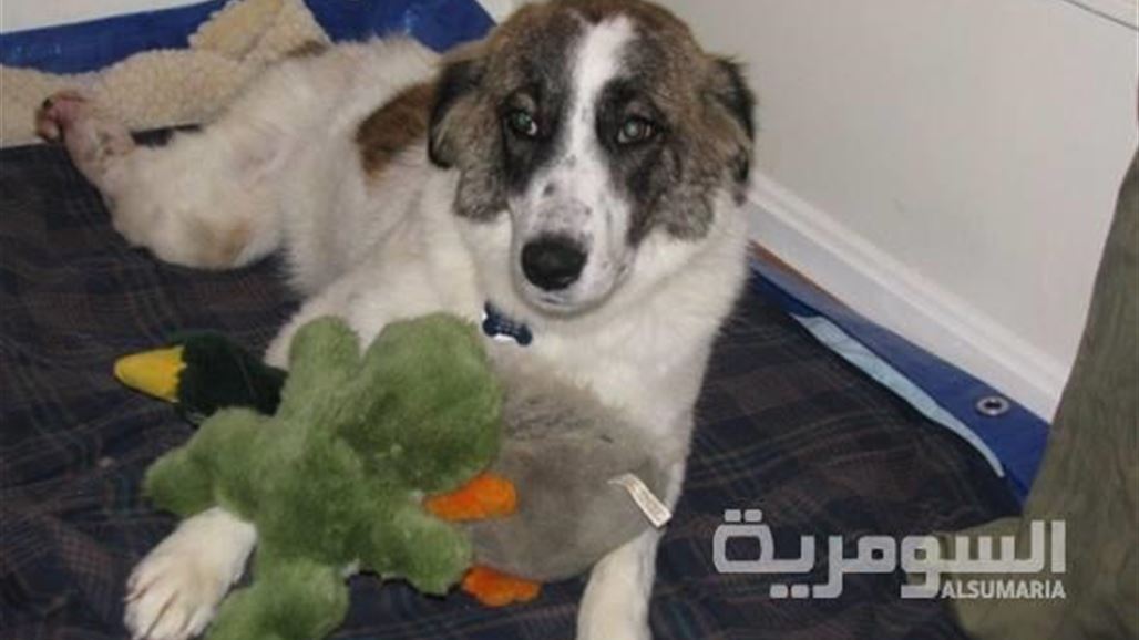 منظمة كردية تهتم بحقوق الحيوان تدعو للحد من قتل الكلاب السائبة