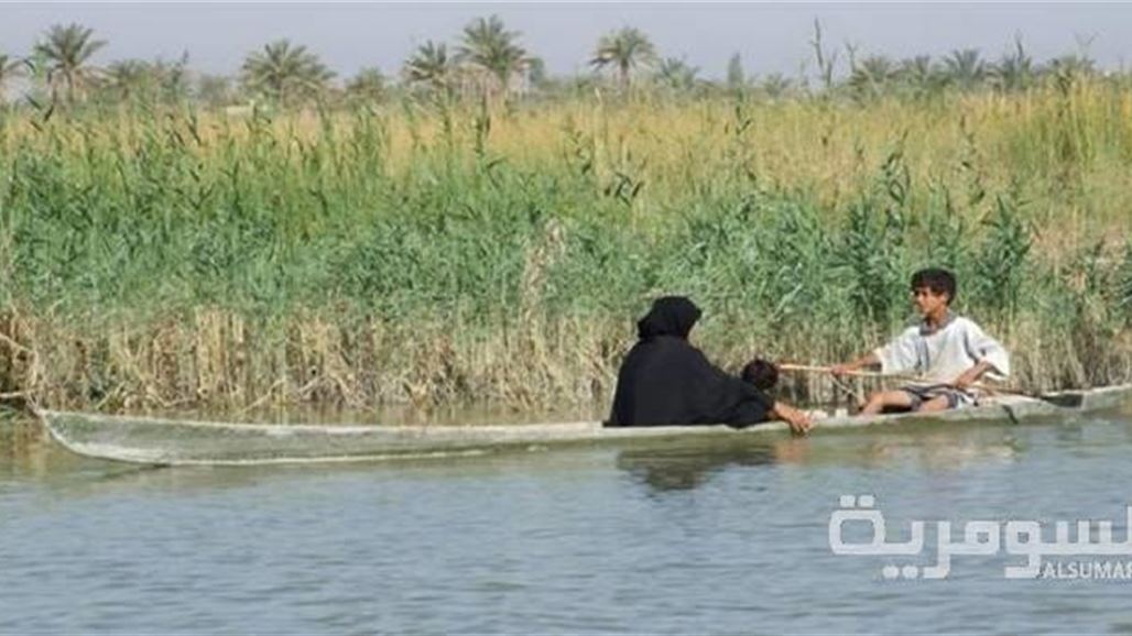 زراعة البصرة: أسباب غامضة وراء فشل مشاريع زراعة القمح في الأهوار