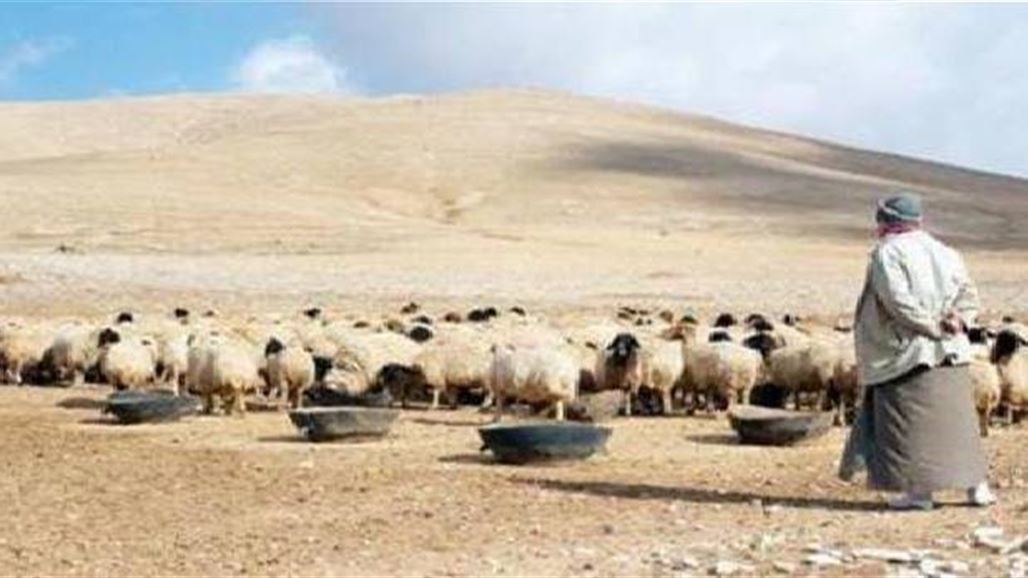 كلب يجرح اربعة مدنيين بينهم راع بعد مهاجمته قطيع اغنام جنوب كركوك