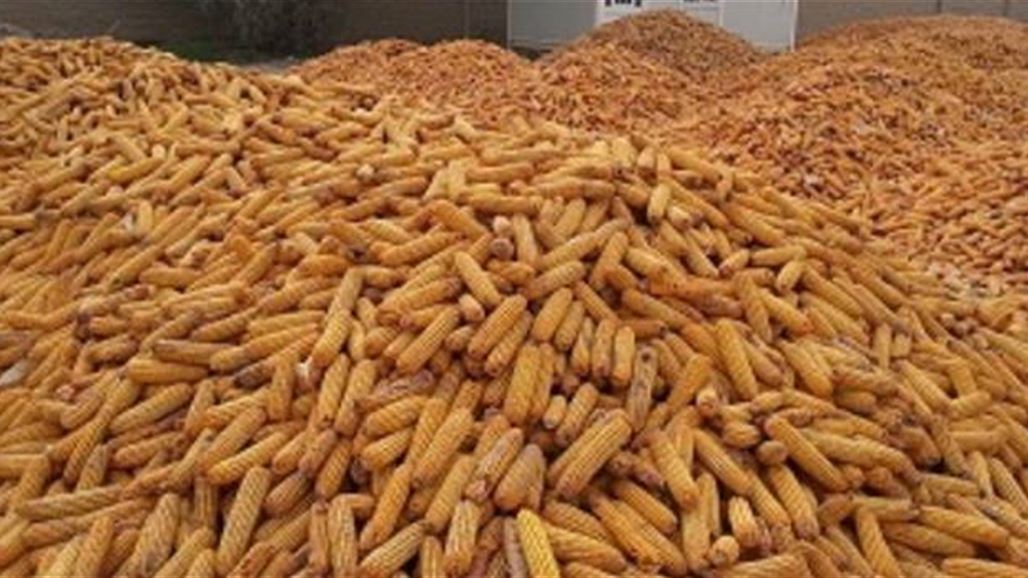 الزراعة: إنتاج الذرة الصفراء وصل إلى 250 ألف طن