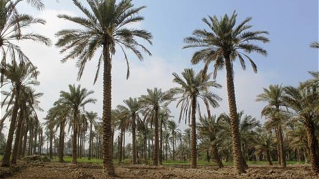 البصرة تعتزم إنشاء غابة نخيل تضم مليون فسيلة بالتعاقد مع شركة فرنسية