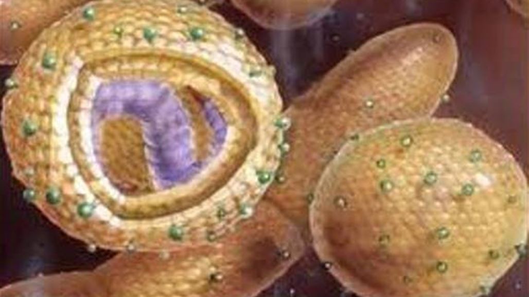 بين العرف العشائري والخجل ... ينمو وباء الكبد الفتاك بناحية يثرب