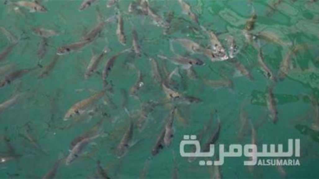 الزراعة تطلق اكثر من 17 مليون اصبعية من الاسماك في المسطحات المائية