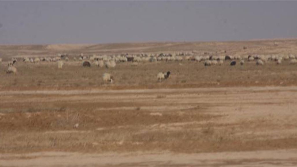 عمليات الجزيرة تعتقل 14 مطلوباً وتضبط 441 رأس غنم وتقطع تمويل "داعش" في الموصل