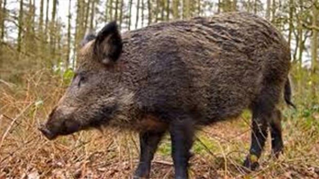 نجاح عملية جراحية لشاب هاجمه خنزير بري شرقي الناصرية