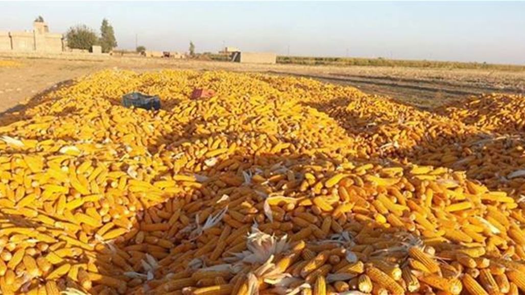 تسويق 100 ألف طن من الذرة الصفراء بكركوك ومطالب بإنشاء معمل زيوت وسايلو متطور