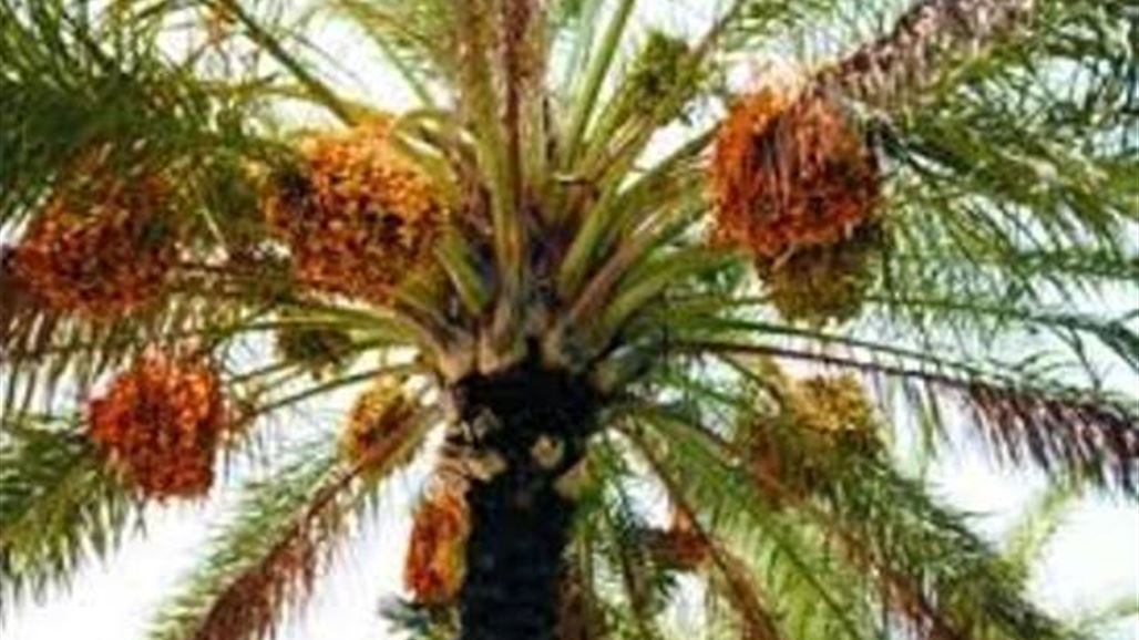 مجلس ديالى: 60% من بساتين ديالى مصابة بحشرة الدوباس