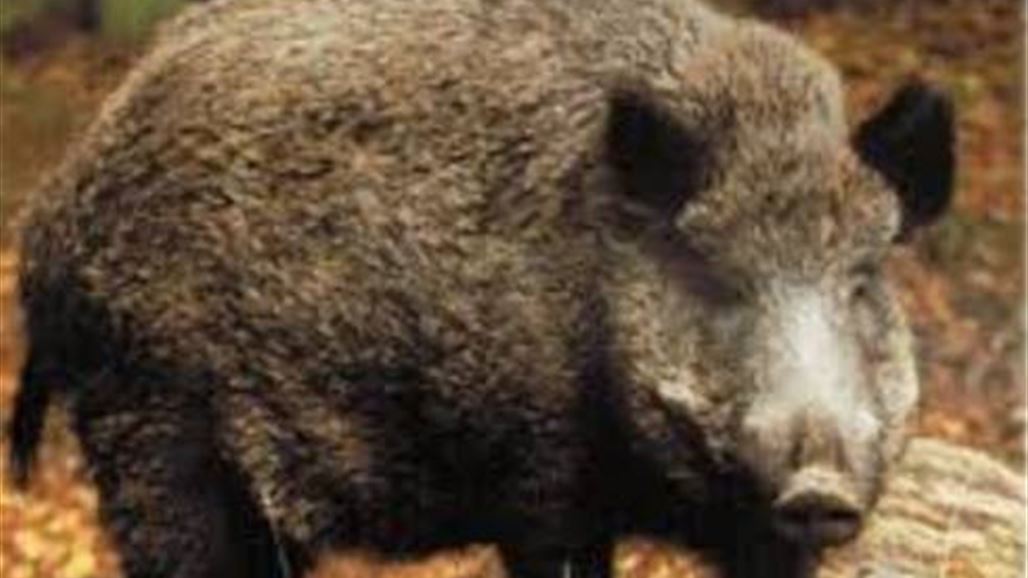 خنزير بري يقتحم المحكمة العليا في باكستان