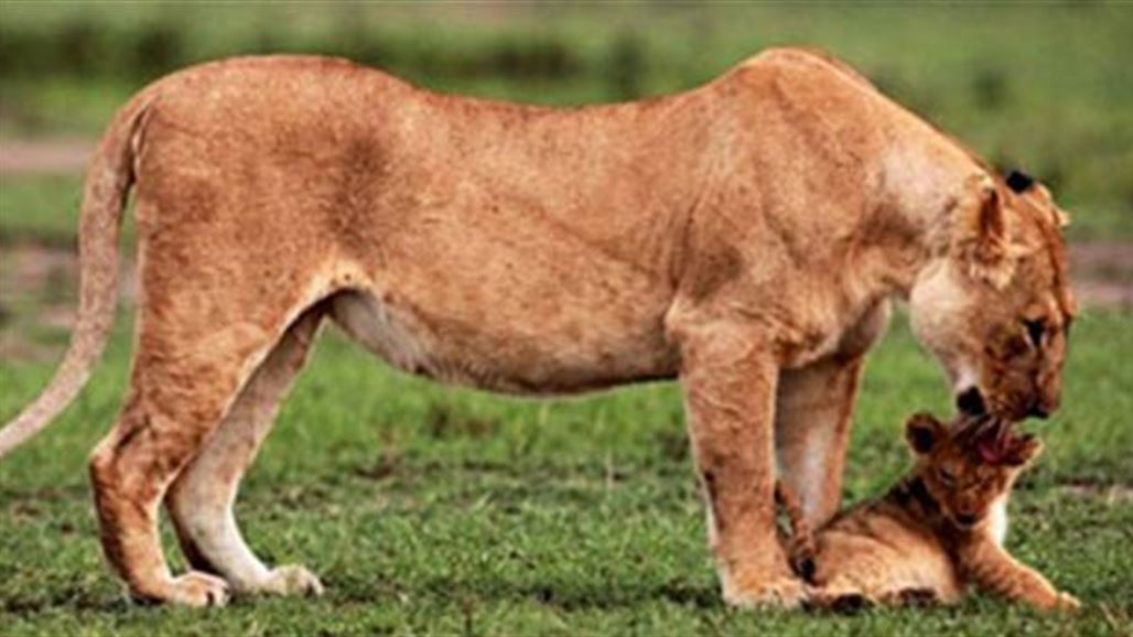 بالصور: ملكة الغابة تنقذ إبنها بطريقة مدهشة!