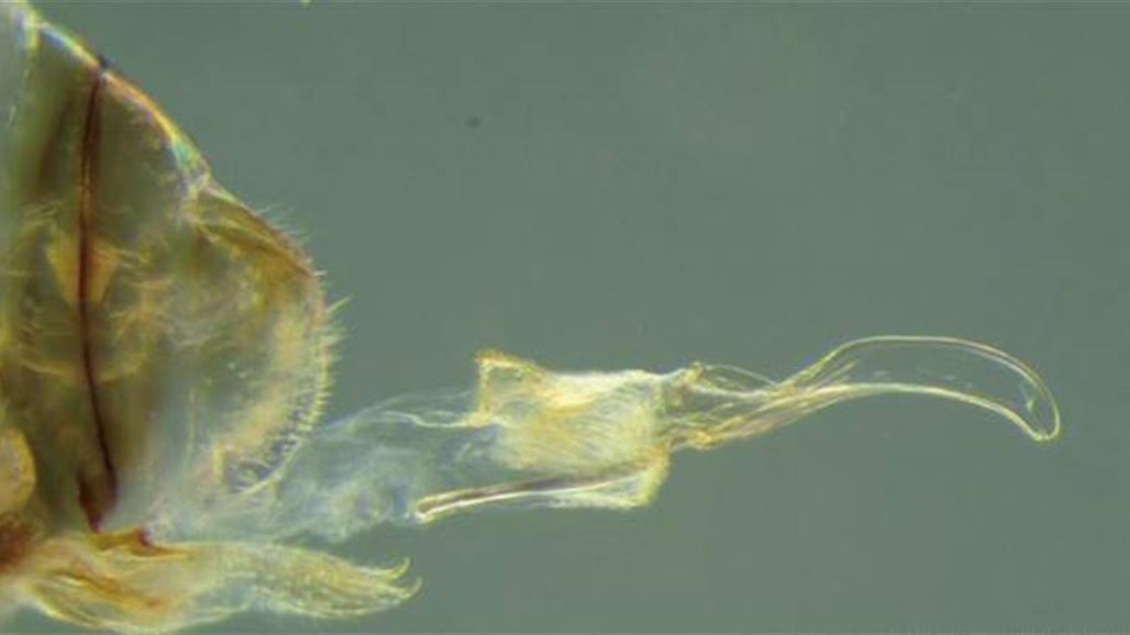 حشرة جديدة ذات قضيب للأنثى ومهبل للذكر