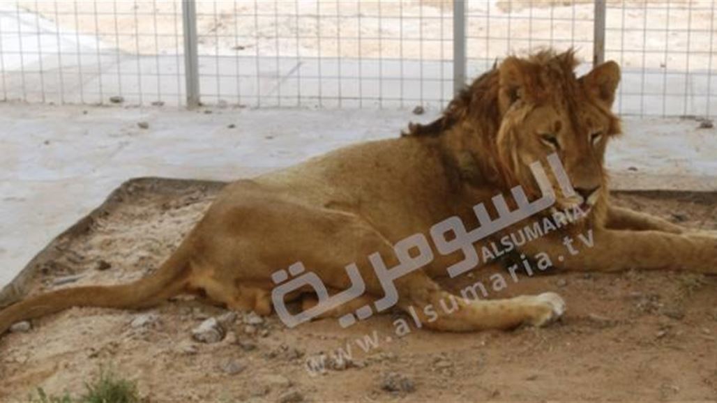 مواطن يفتتح أول حديقة حيوانات في البصرة