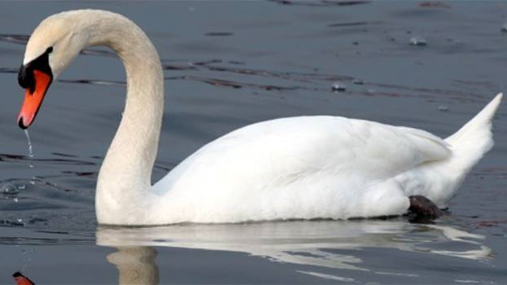 كاليفورنيا ترصد 10 آلاف دولار مقابل الإدلاء بمعلومات عن شخص هاجم بجعة