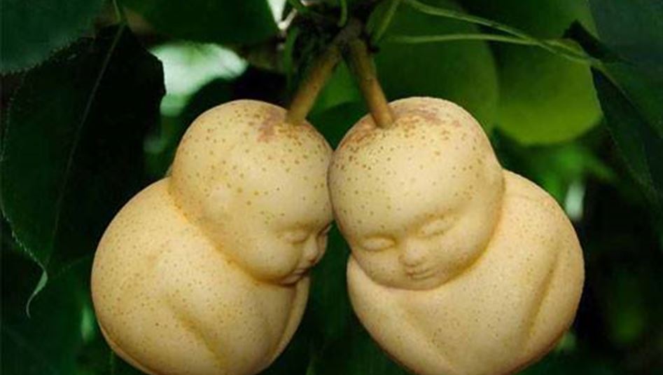 بالصور: "أطفال الإجاص" ظاهرة تثير الدهشة!