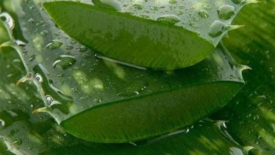 مشروب يقضي نهائيًا على مرض السكري!