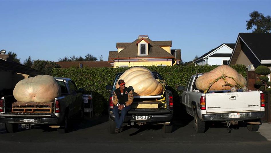 بالصور اليقطينة الأضخم في العالم تزن 893 كلغ