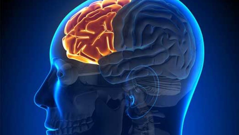 سبع خرافات لا تصدّقها عن دماغك !