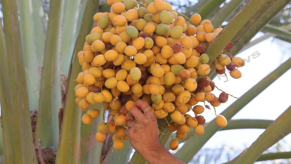 5 فوائد سحريّة لتناول 3 حبّات من التّمر يوميّاً