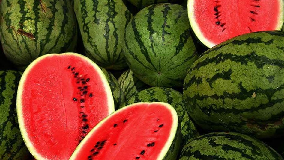 5 نصائح لاختيار حبّة الركي المناسبة