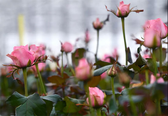 بالصور: افتتاح أكبر حديقة للأزهار النادرة في اليوم العالمي للمرأة ExtImage-1984422-1727806464