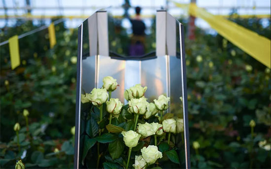 بالصور: افتتاح أكبر حديقة للأزهار النادرة في اليوم العالمي للمرأة ExtImage-5627873-1553123840