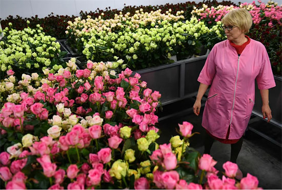 بالصور: افتتاح أكبر حديقة للأزهار النادرة في اليوم العالمي للمرأة ExtImage-5934444-606560128