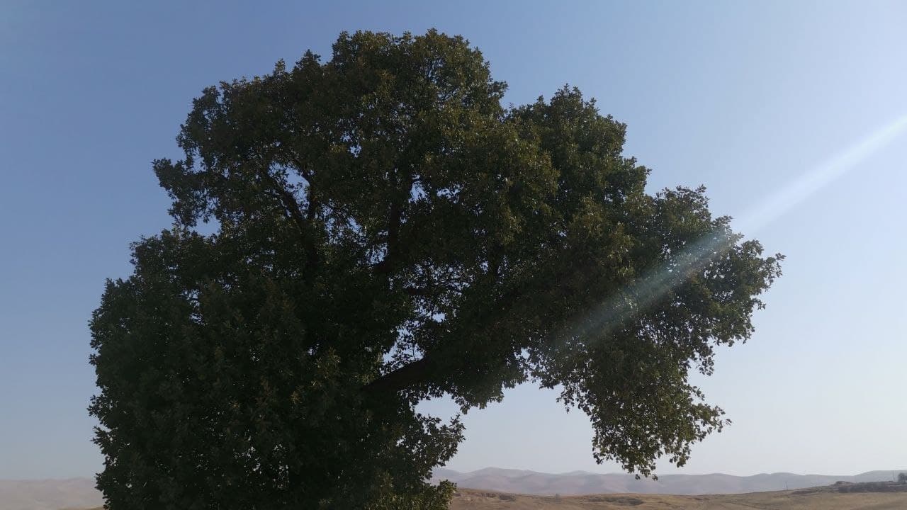 القبض على شخص قام بحرق شجرة بلوط في السليمانية